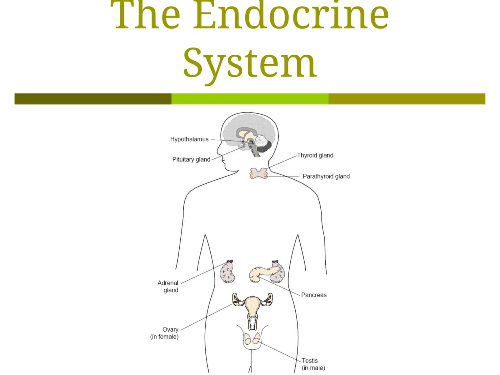 The Endocrine System