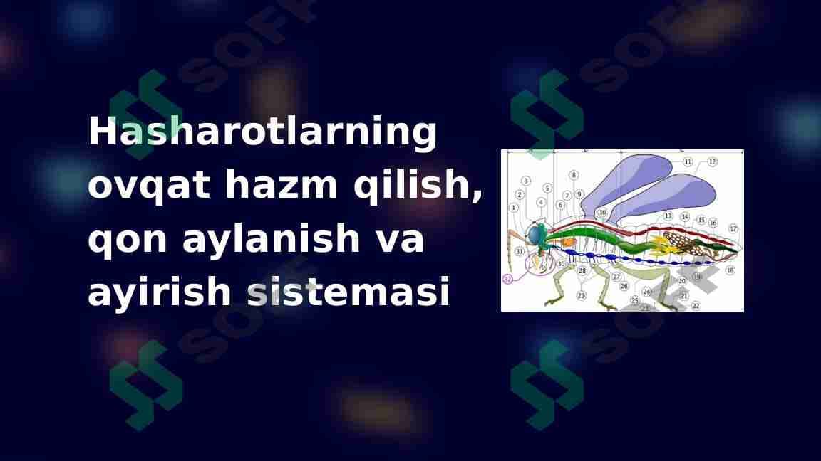 Hasharotlarning ovqat hazm qilish, qon aylanish va ayirish sistemasi