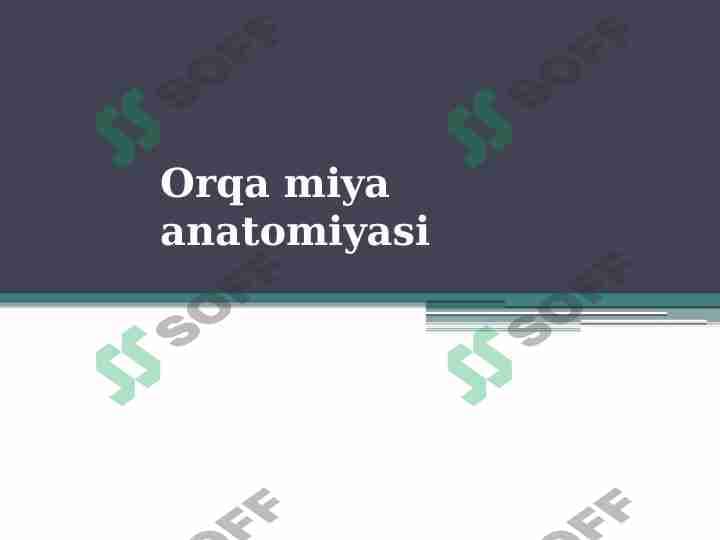 Orqa miya anatomiyasi