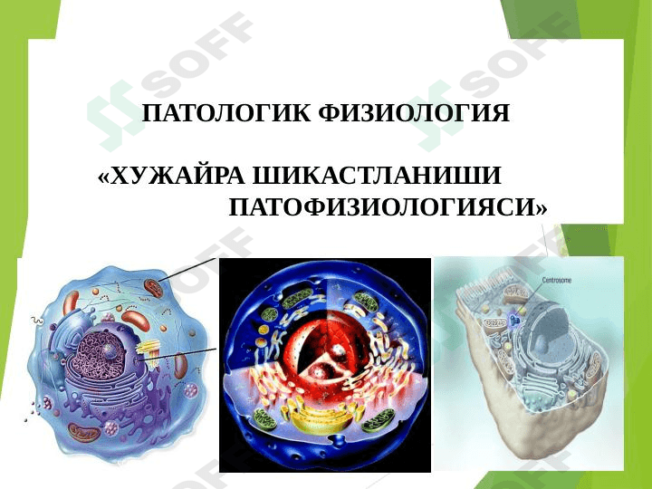 HUJAYRA SHIKASTLANISHI PATOFIZIOLOGIYASI