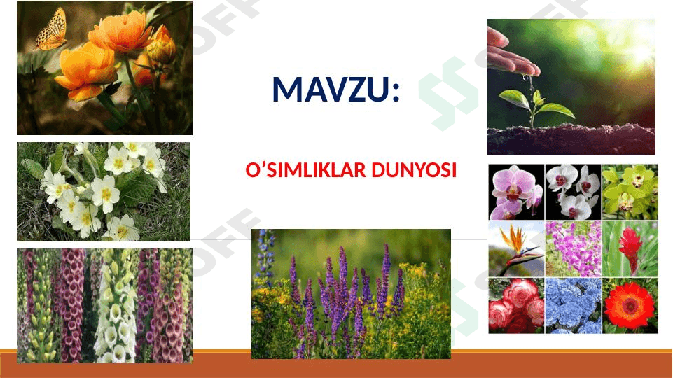 O’SIMLIKLAR DUNYOSI