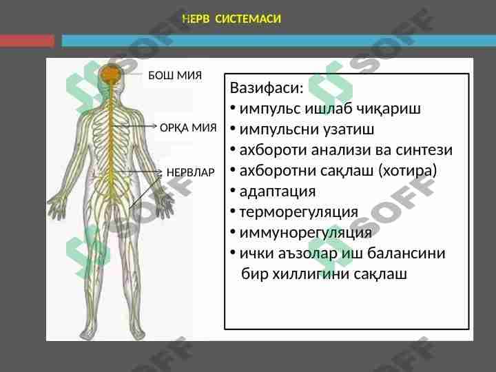 Nevrologiya