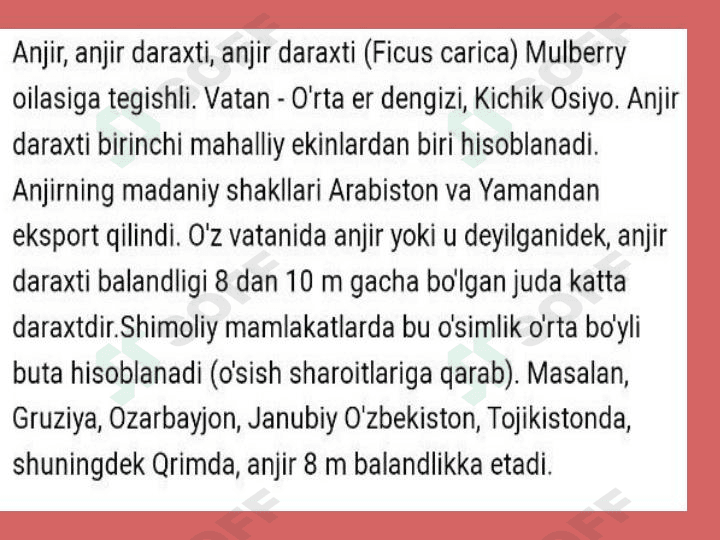 Anjir oʻsimligi haqida maʼlumot.