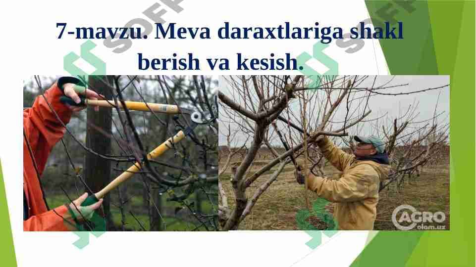 Meva daraxtlariga shakl berish va kesish.