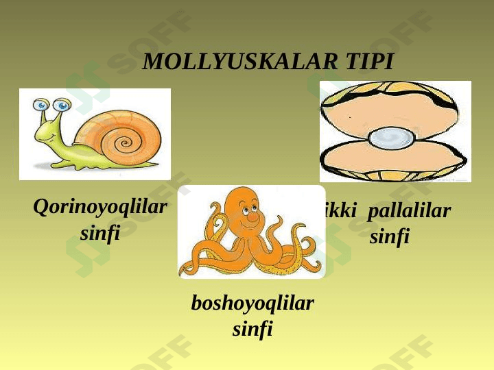 MOLLYUSKALAR TIPI