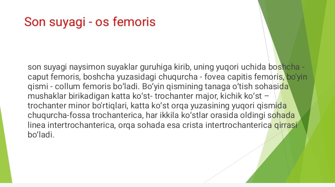 Oyoqning erkin suyaklari
