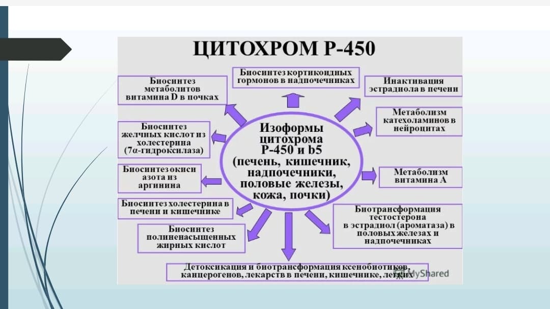 Mavzu: Sitoxrom P450 induktorlari va ingibitorlari klinikada qo’llanilishi. Sitoxrom P450 geni polimorfizmi, davolashning personifikatsiya asoslari. Etanol metobolizmi. ALDG fermentining izoformalari.
