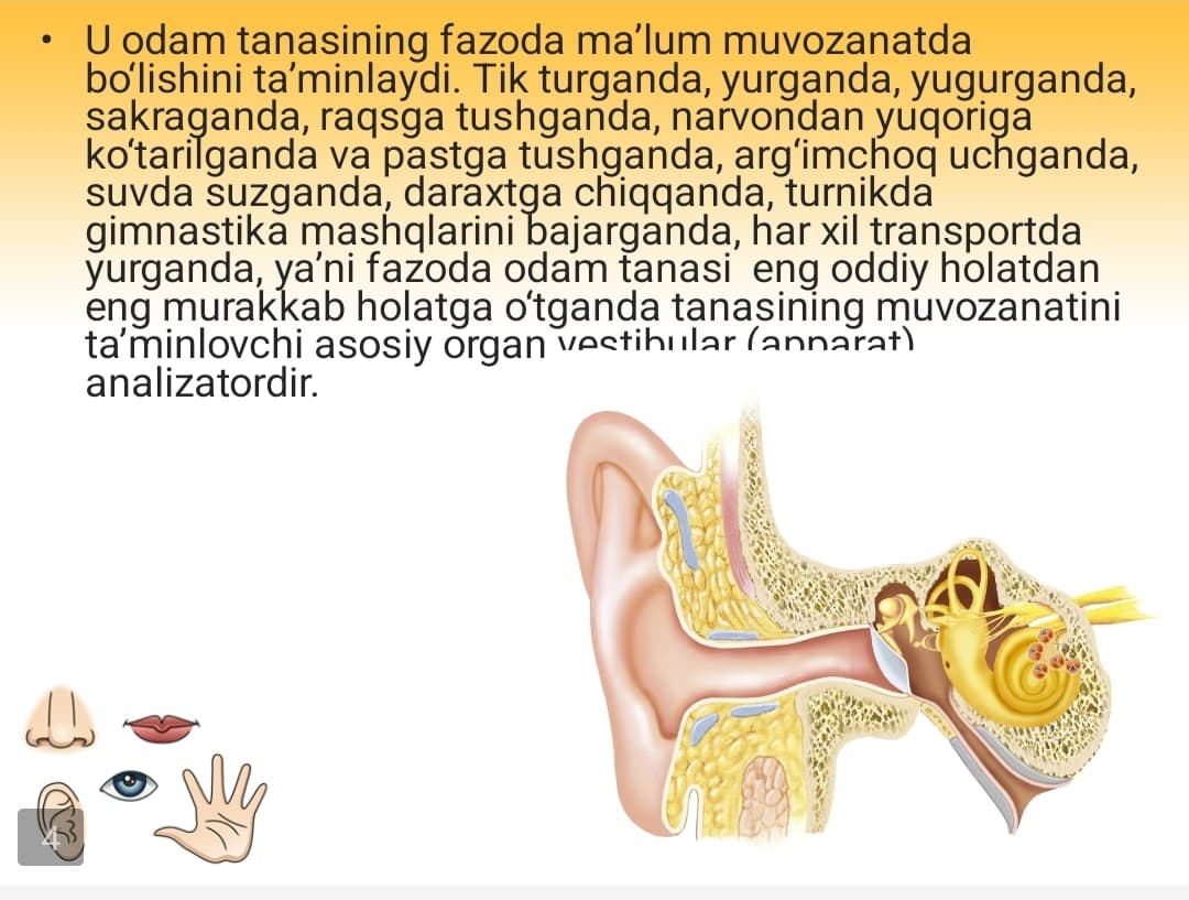 Muvozanat organlari