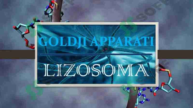 LIZOSOMA. GOLDJI APPARATI