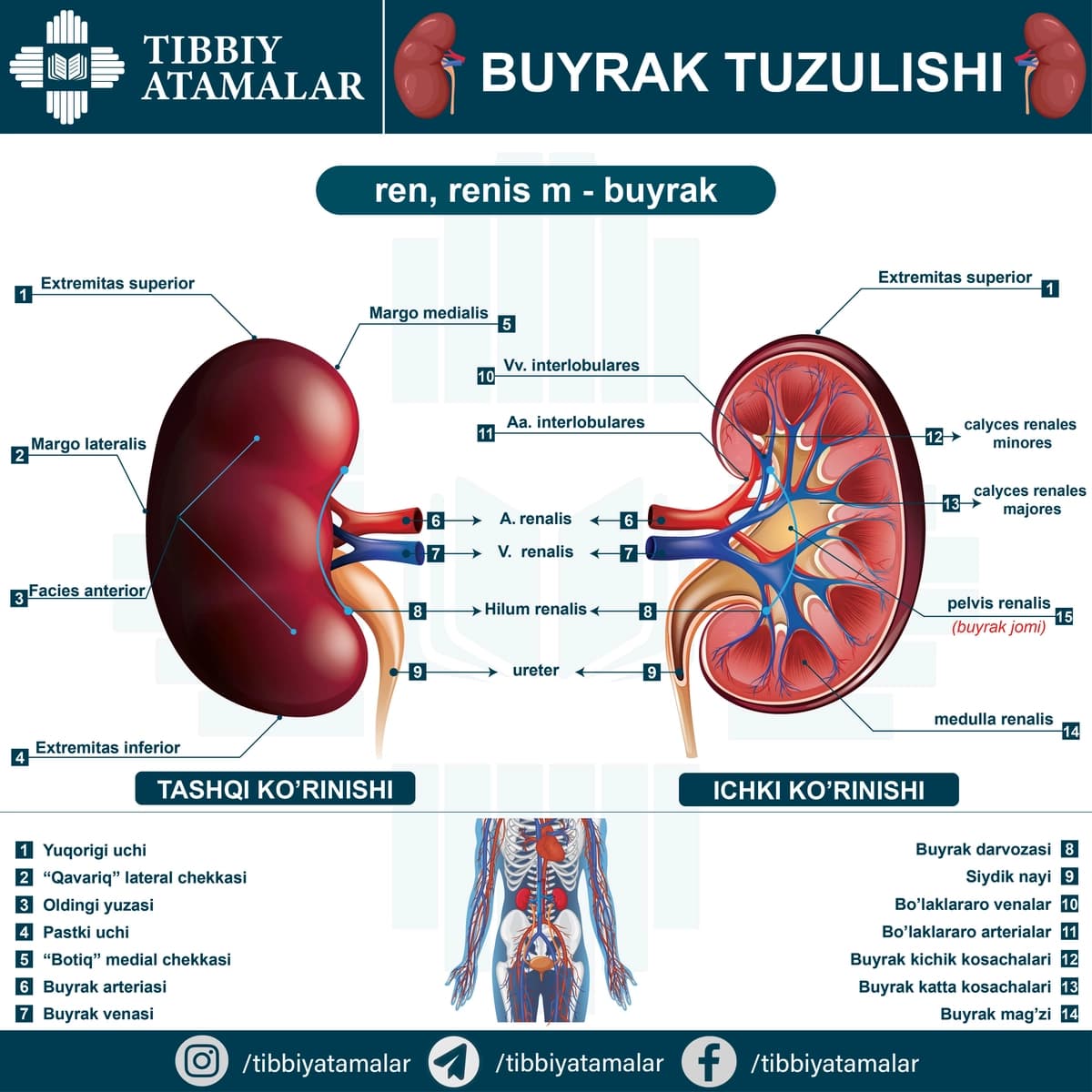 Insun buyragi anatomiyasi haqida infografik poster. Ren, Renis