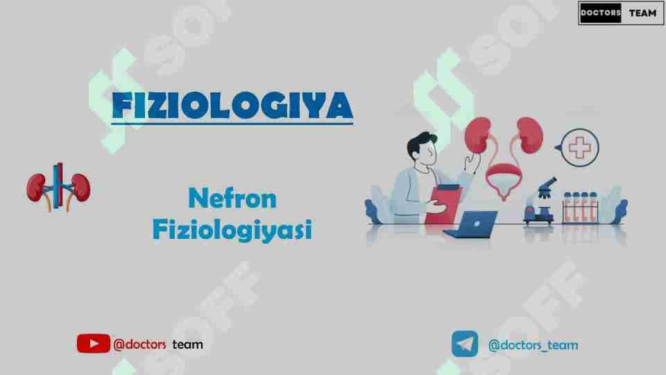 Nefron fiziologiyasi