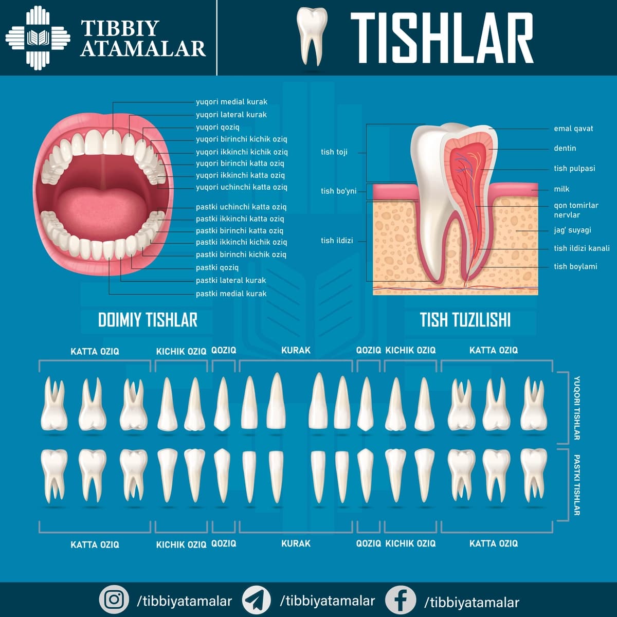 Insonning doimiy tishlari anatomiyasi – ta’limiy poster (AI + JPG)