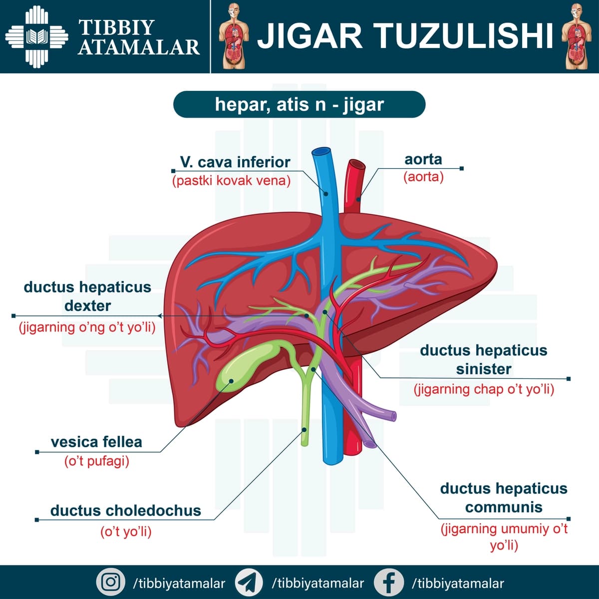 Inson jigar anatomiyasi – ta’limiy poster (AI + JPG)