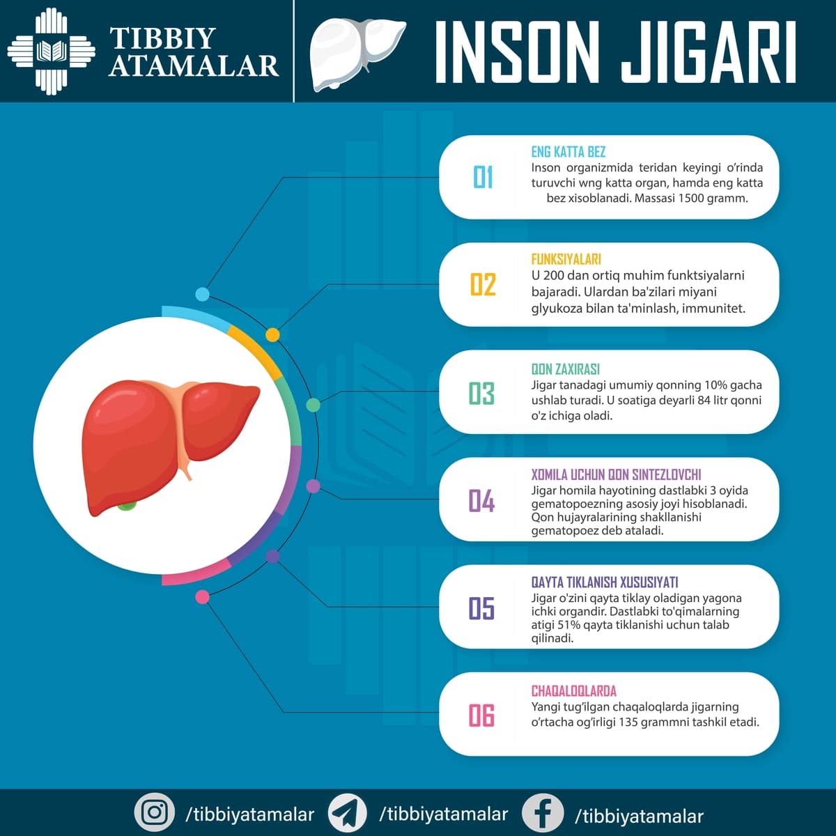Jigar haqida 6 fakt – ta’limiy infografika (AI + JPG)
