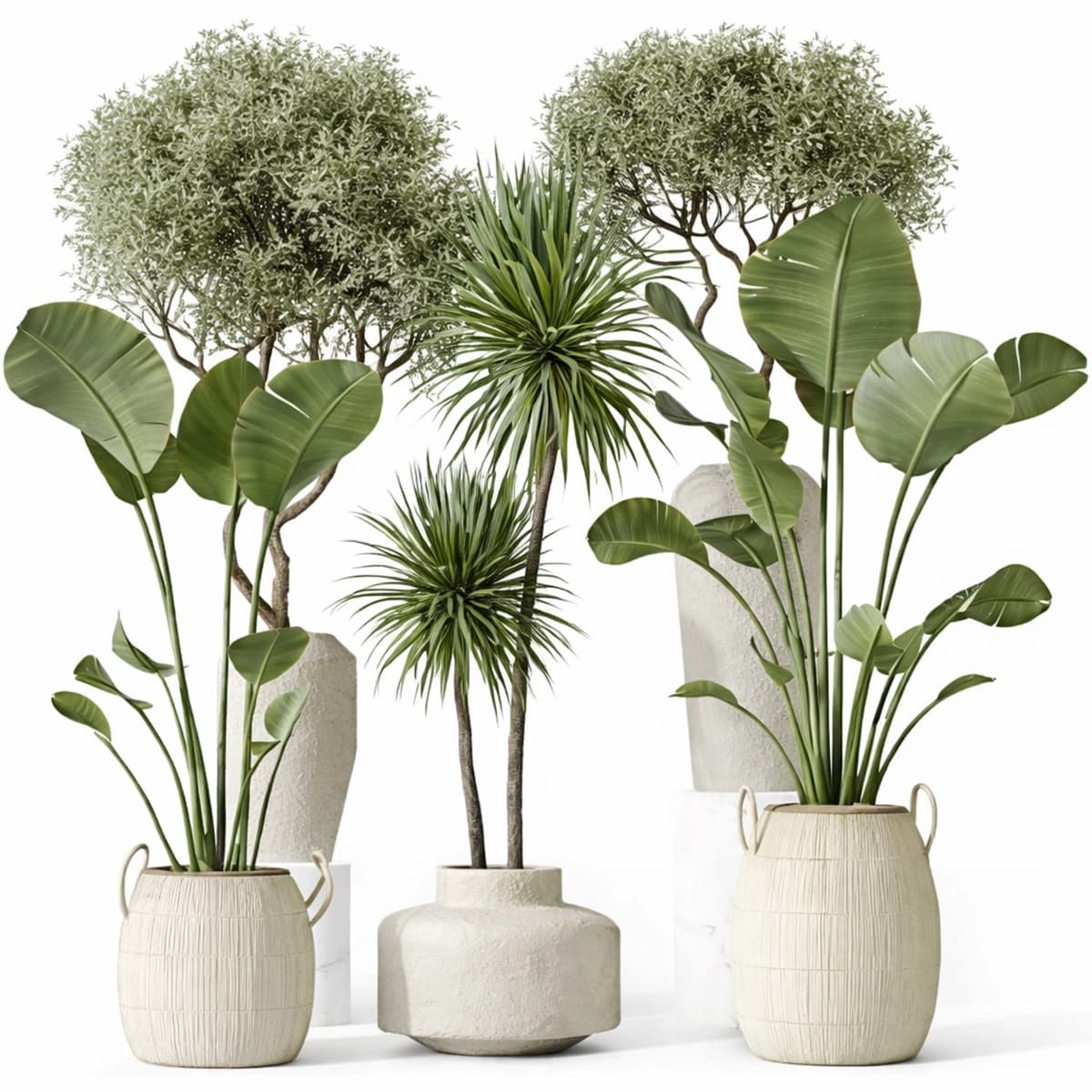 O'simliklar plants