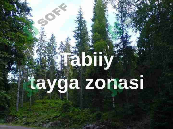 Tabiiy Tayga zonalari