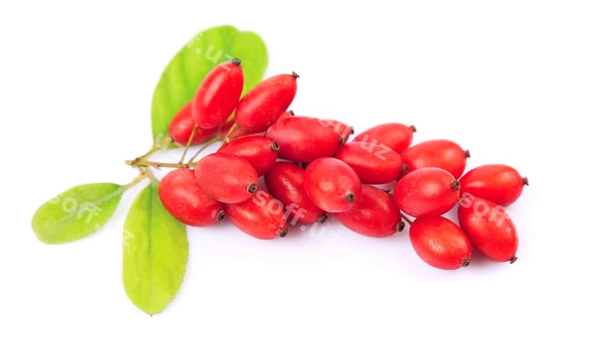 Bарberry yaproqlar bilan | Barberry with leavess