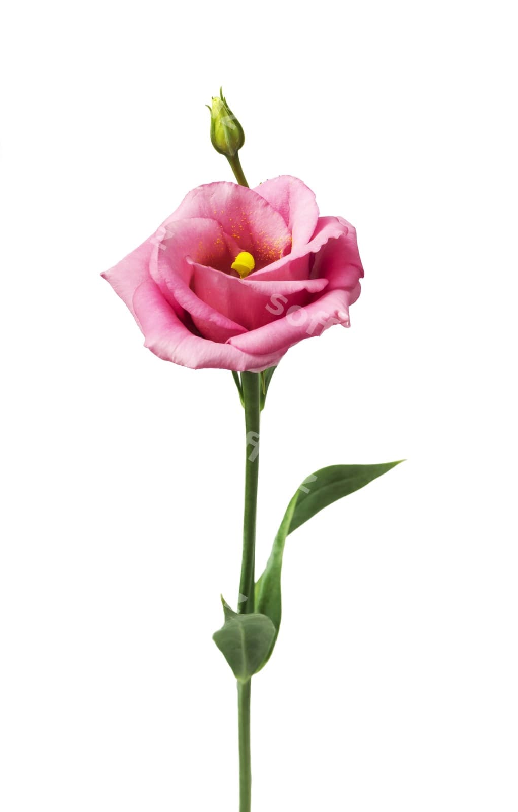 Go'zal eustoma gul ajraltirilgan oq fon | Beautiful eustoma flower isolated white