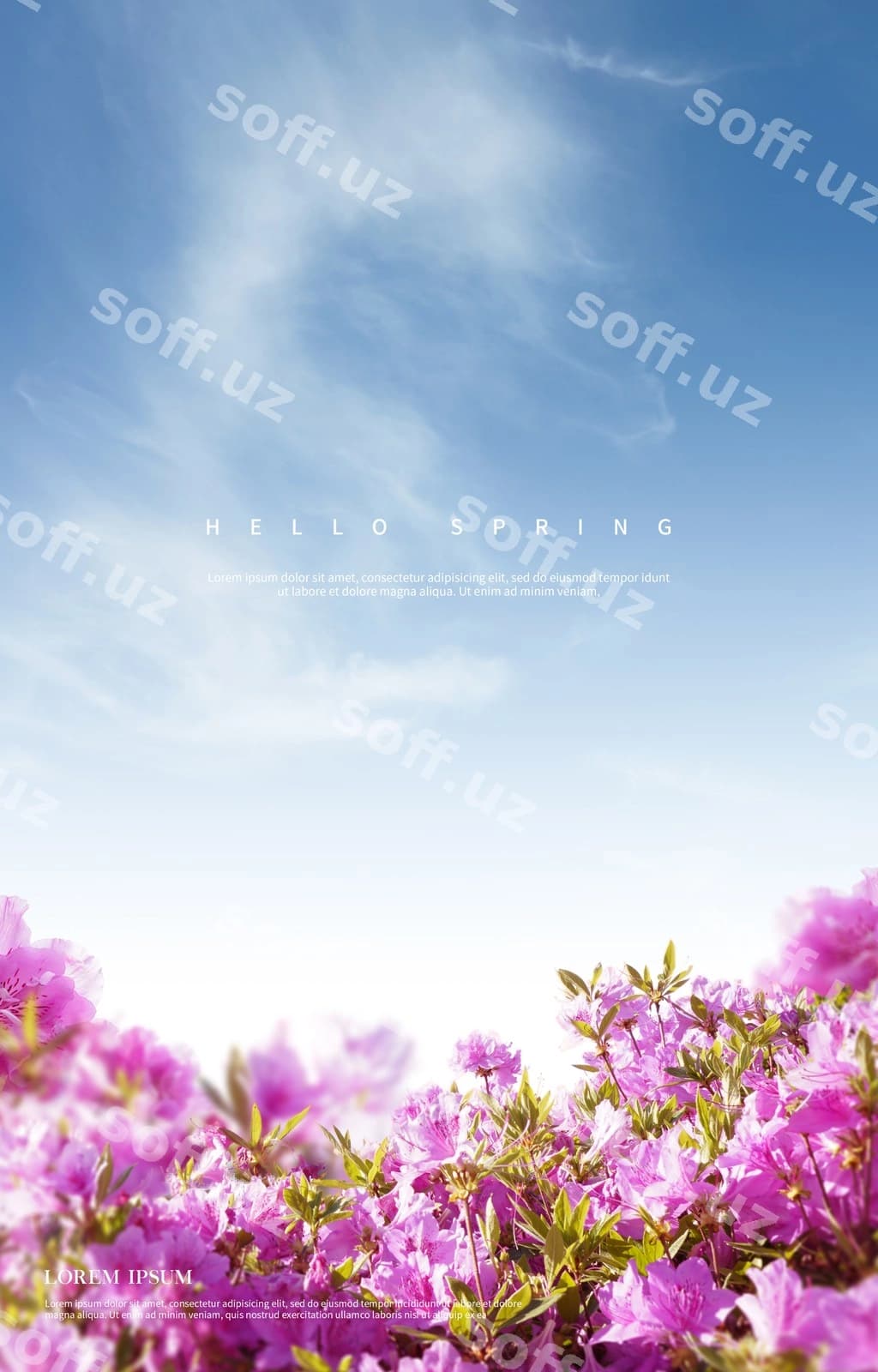 Go'zal bahor gullari orqa fon | Beautiful spring flowers background