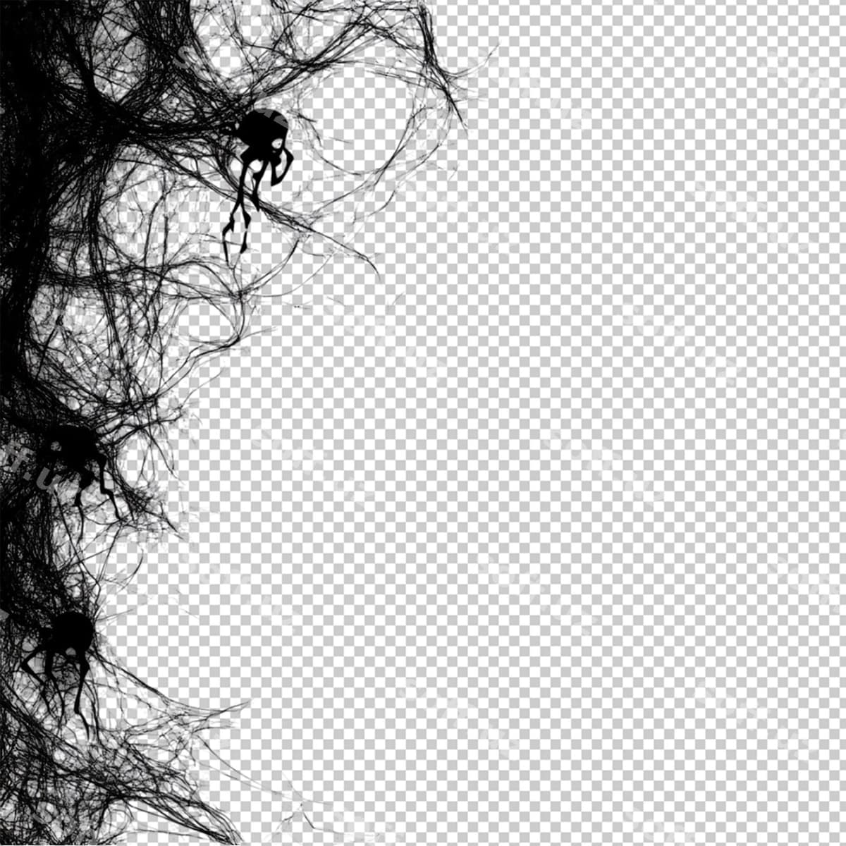Qora urug'lar pautinalari oq orqa fonda | Black spider webs white background