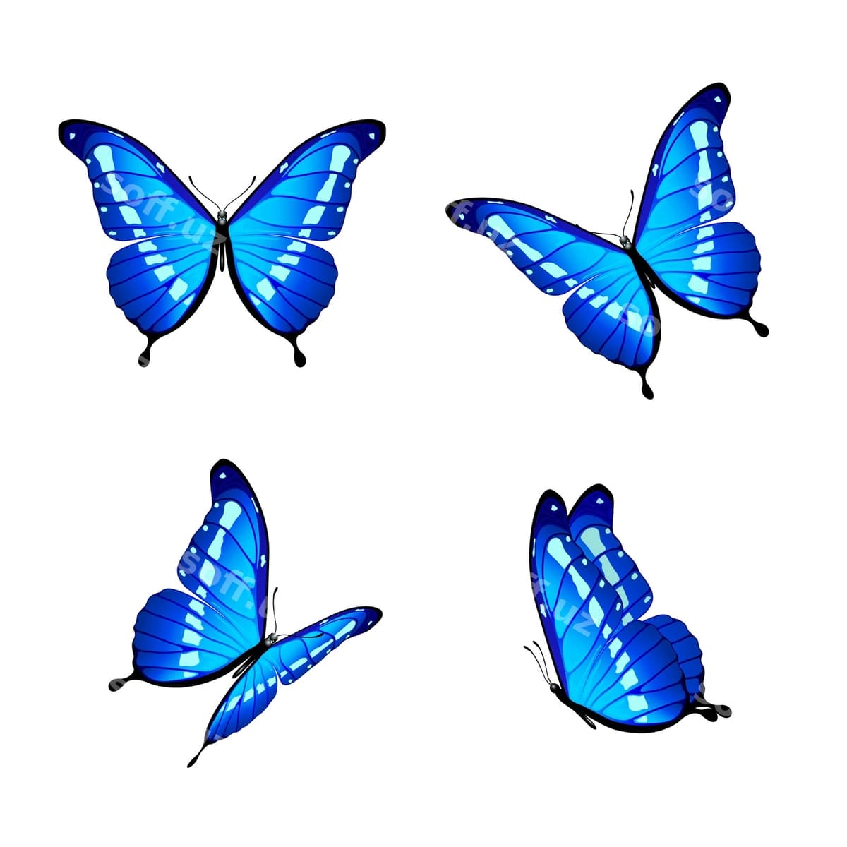 Ko'k farflilar | Blue butterflies