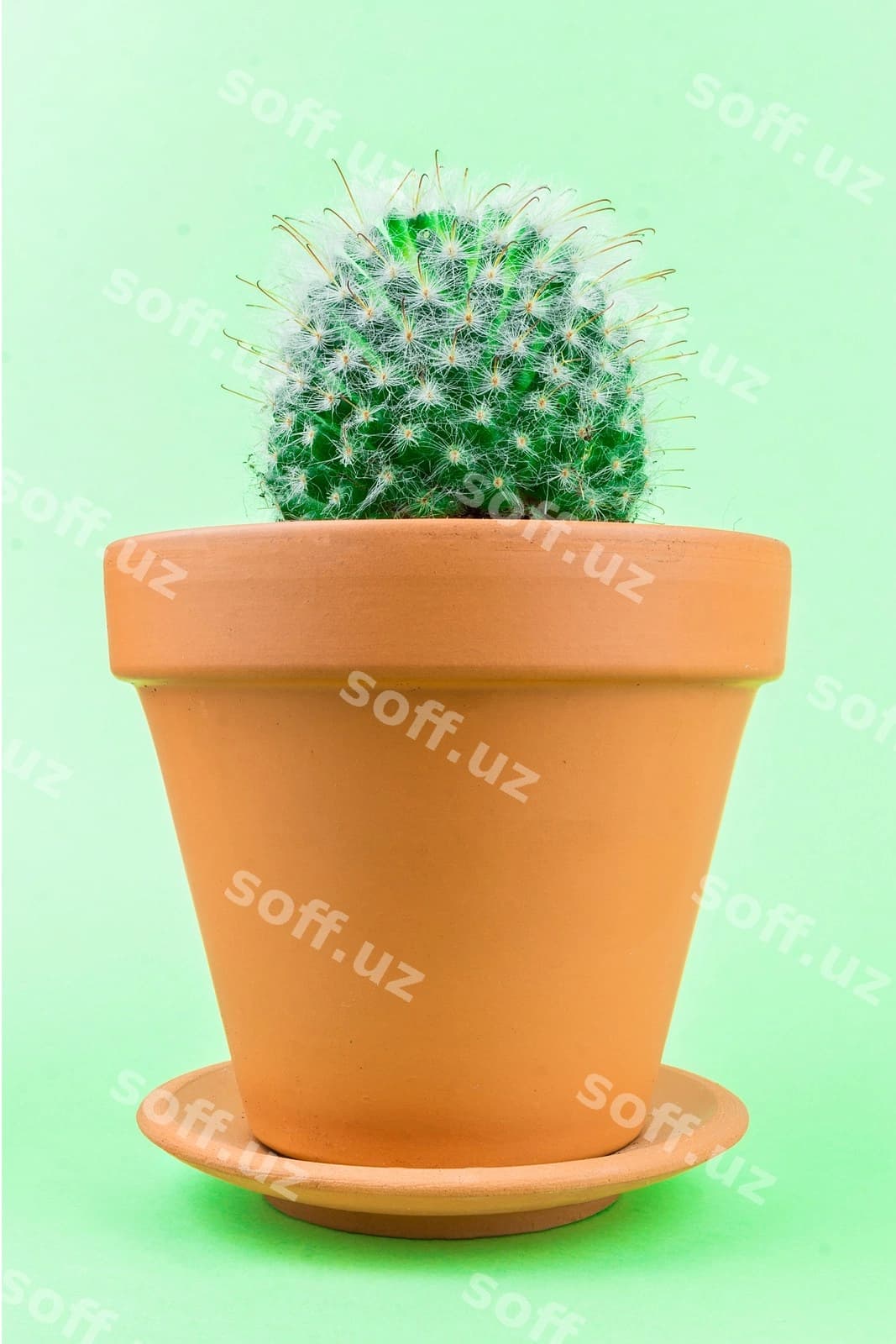 Kaktus yashili | Cactus green
