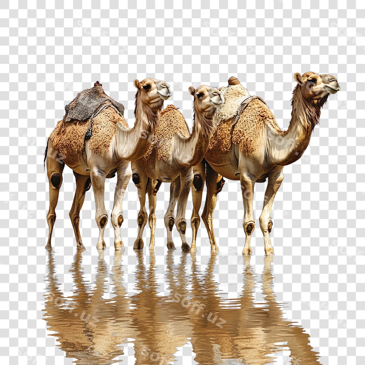 Dahilar diniy hristion | Camels religious christian