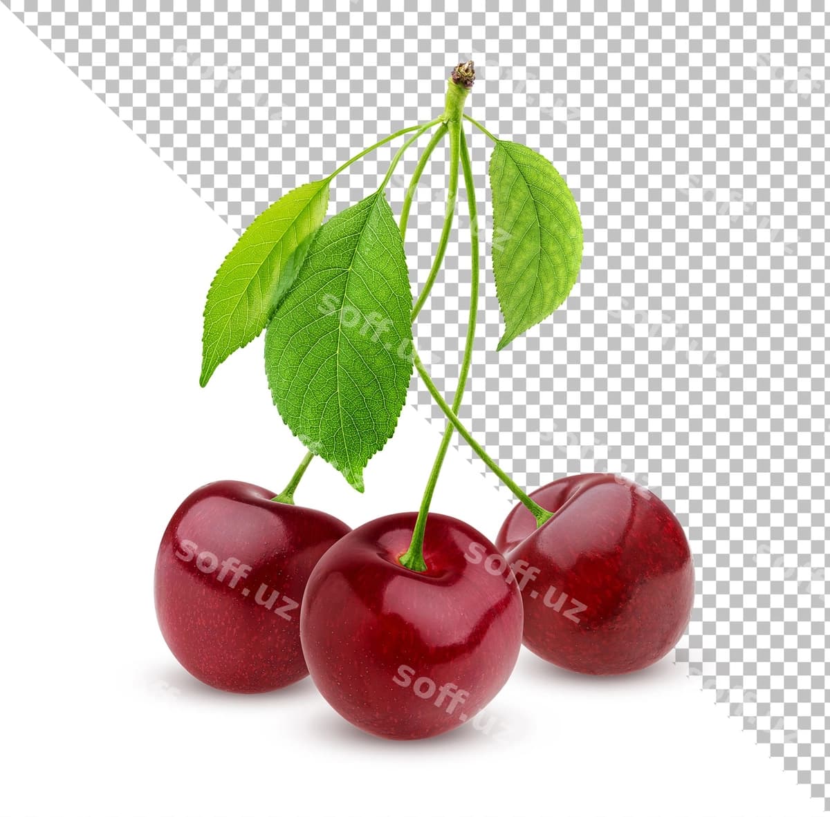 Gilakka ajraltirilgan oq fon | Cherry isolated white background