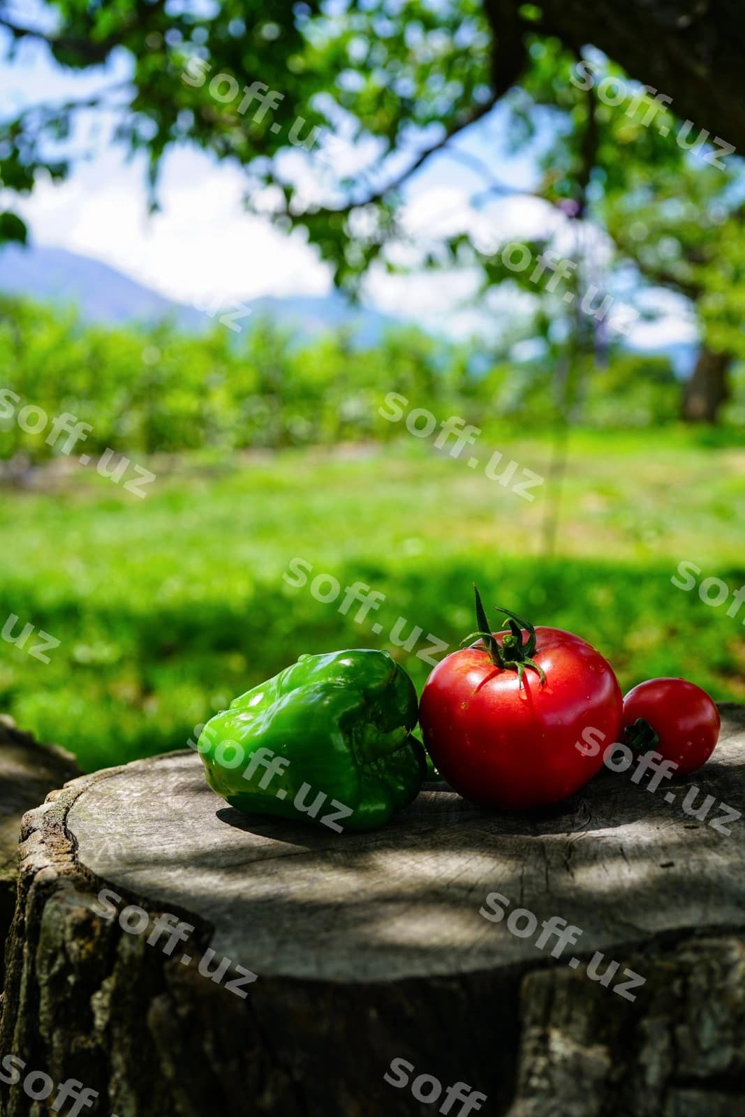 Yaqin sabzi daraxti | Close up vegetable tree