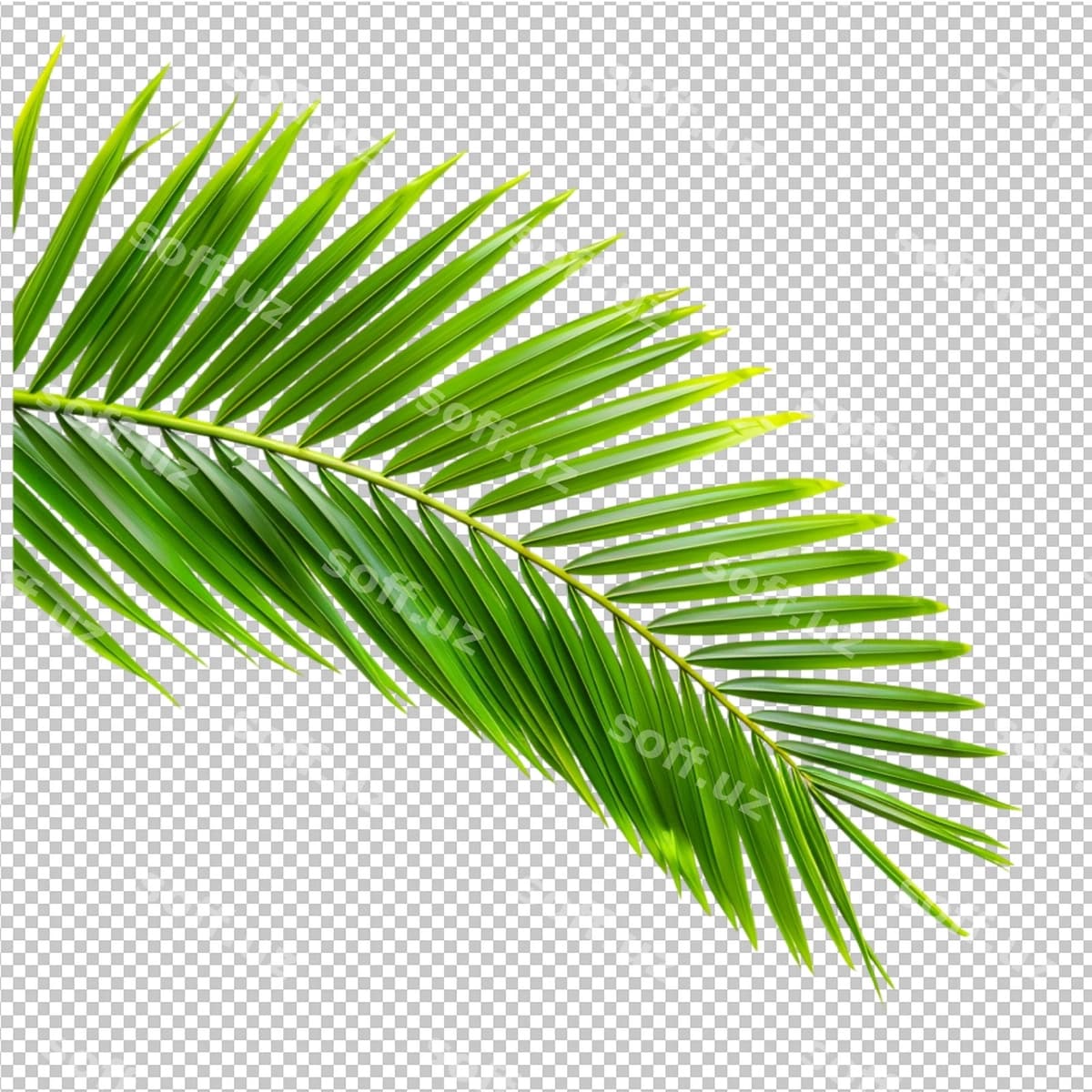 Hindiston yong'og'i palma barglari | Coconut palm leaves