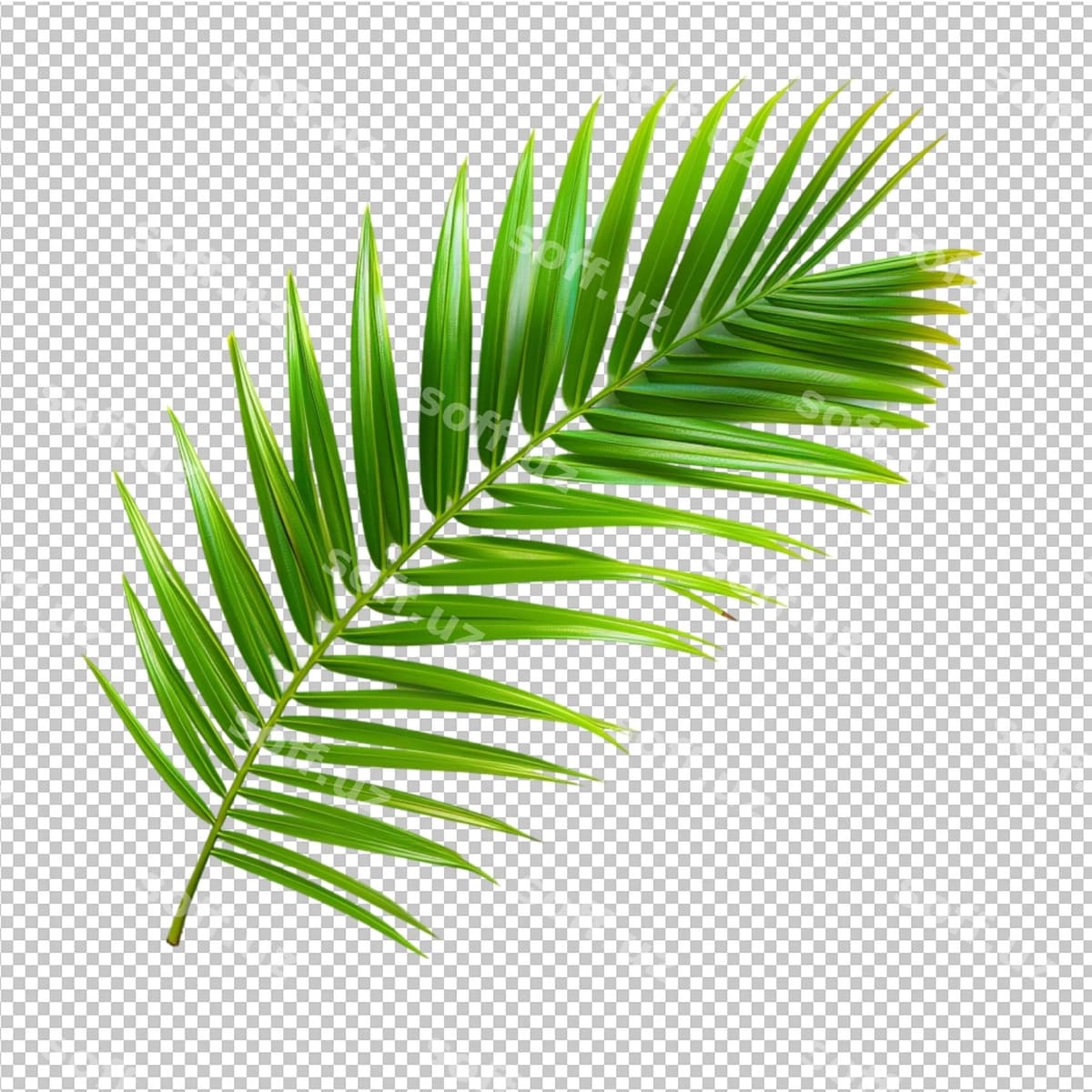 Hindistoy yaproqlari | Coconut palm leaves