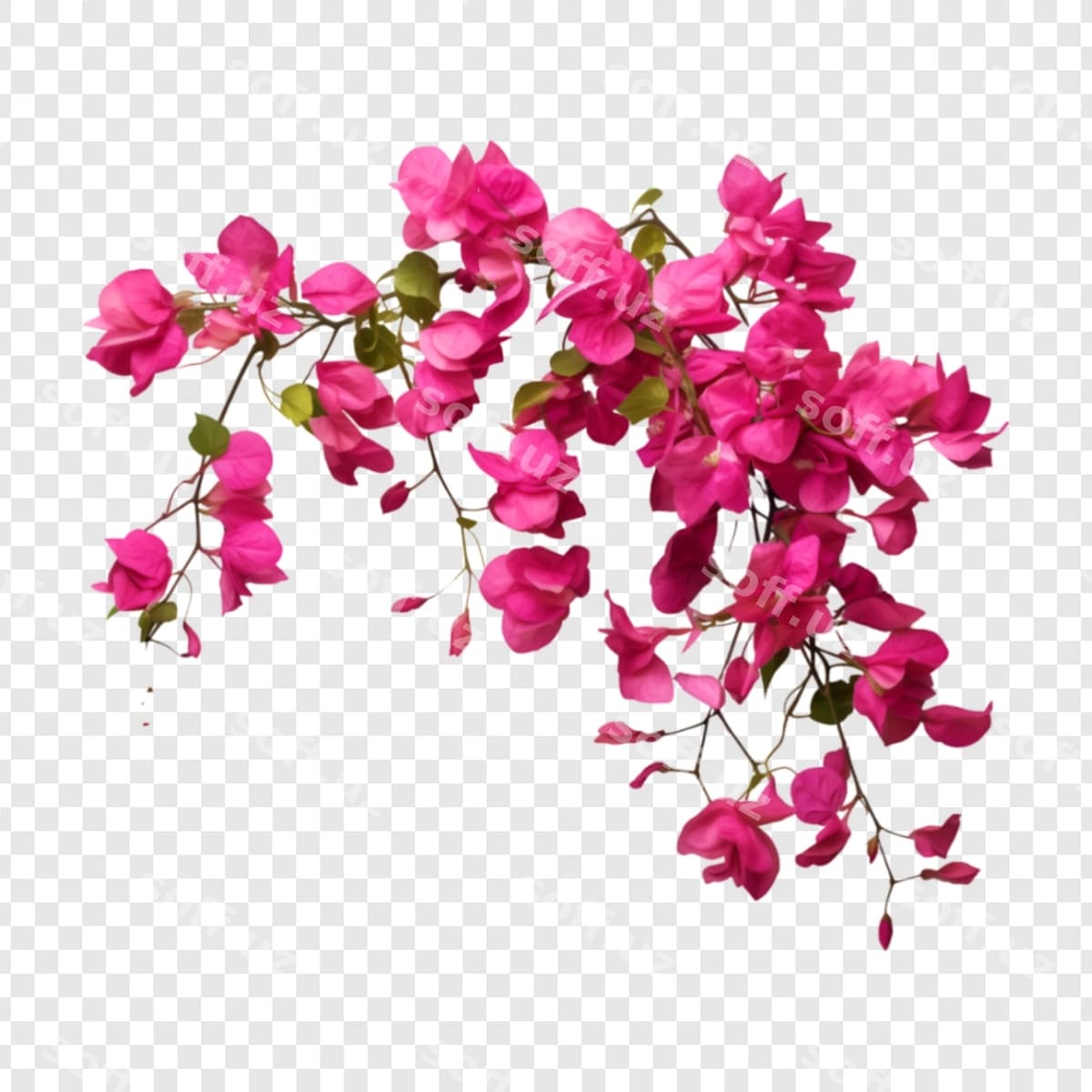 Rangli gul | Colorful flower