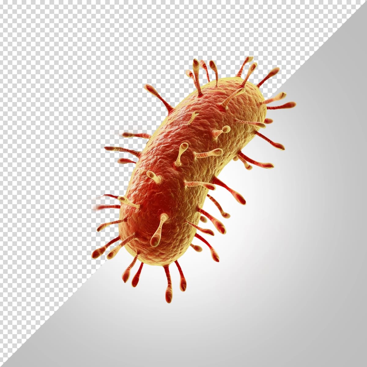 Bakteriyalar ajratilgan oq fon | Bacteria isolated white background