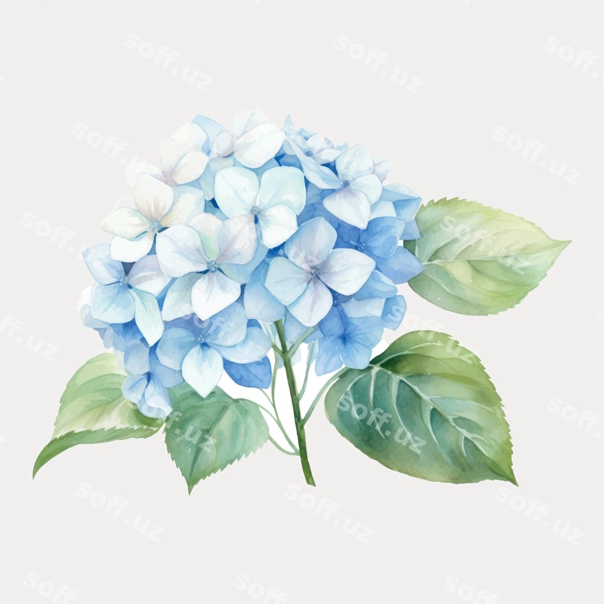 Nozik akvarelli ko'k hidrangea | Delicate watercolor blue hydrangea