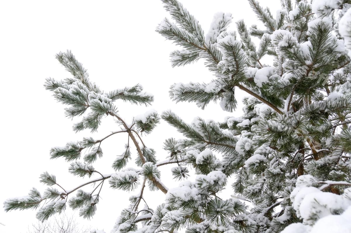 Doim yashil daraxt dallari qish yaxlit | Evergreen tree branches winter close up