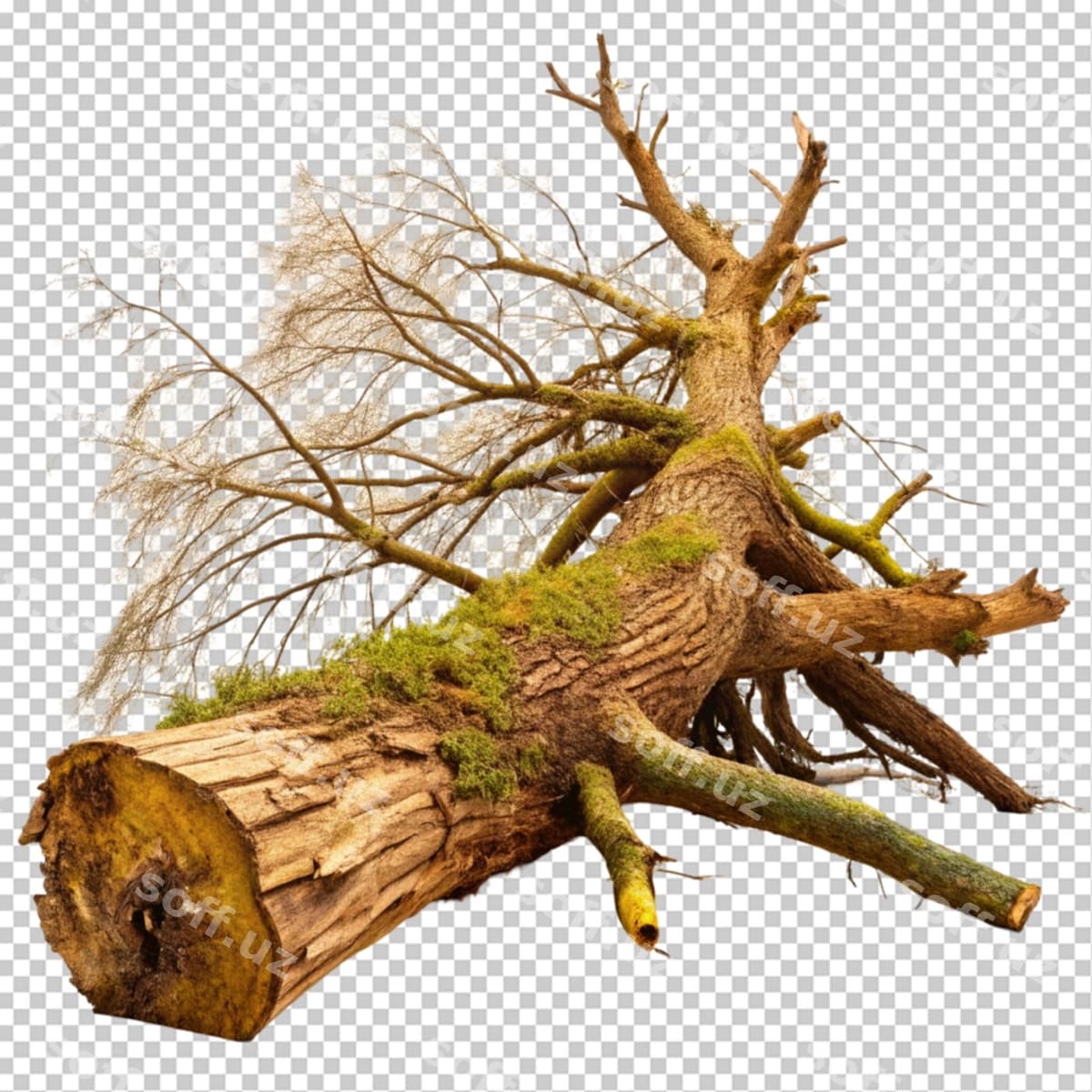 Yiqilgan daraxt shaffof orqa fonda | Fallen tree transparent background