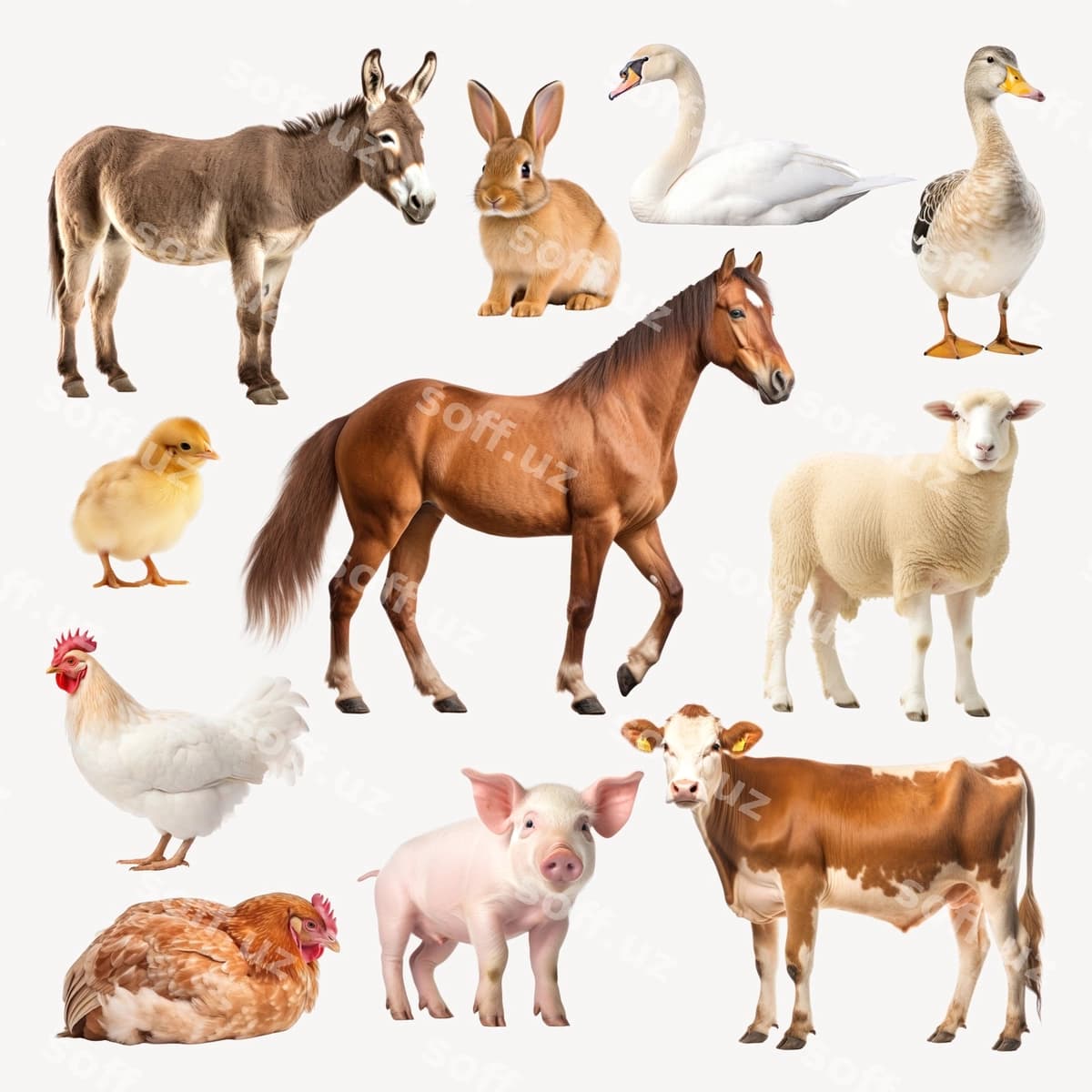 Qishloq uy hayvonlari to'plam illustratsiyasi | Farm animals collection illustration