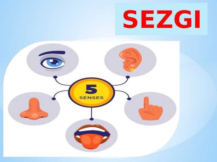 Sezgi