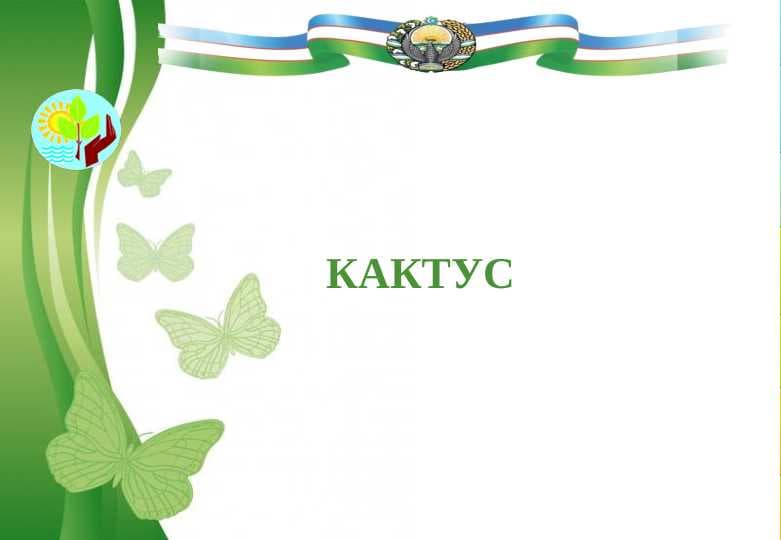 Кактус