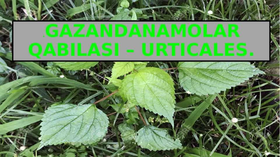 GAZANDANAMOLAR