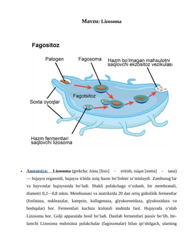 Lizosoma