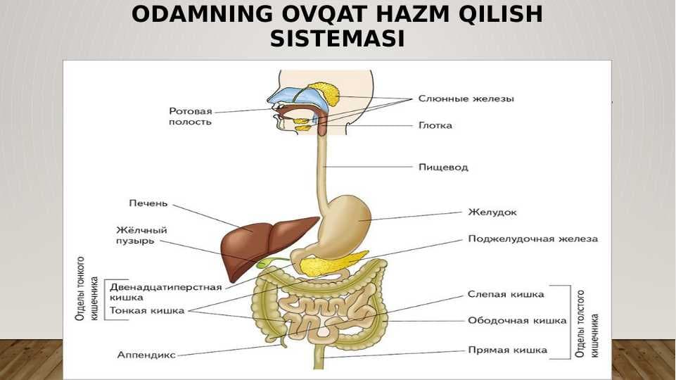 ODAMNING OVQAT HAZM QILISH SISTEMASI