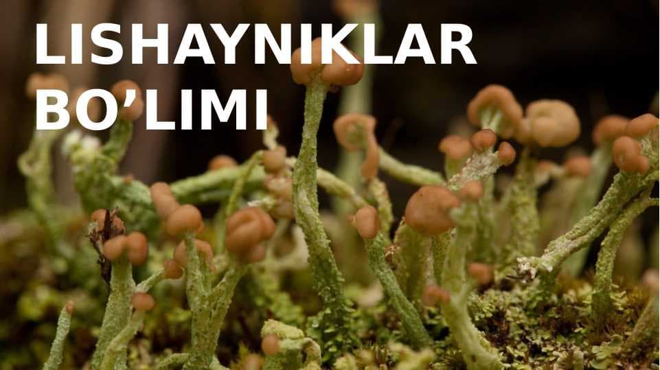 lishayniklar bo`limi pptx