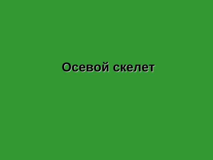 Осевой скелет