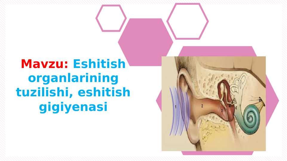 Eshitish organlarining tuzilishi , eshitish gigiyenasi
