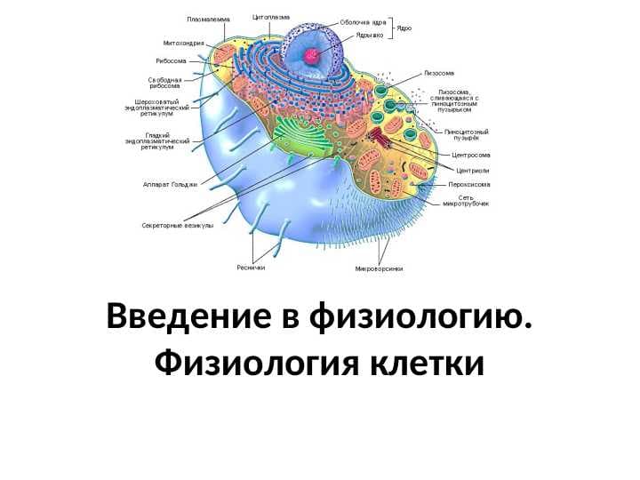 Введение в физиологию. Физиология клетки