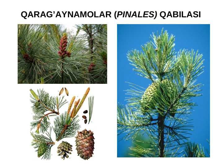 QARAG’AYNAMOLAR (PINALES) QABILASI