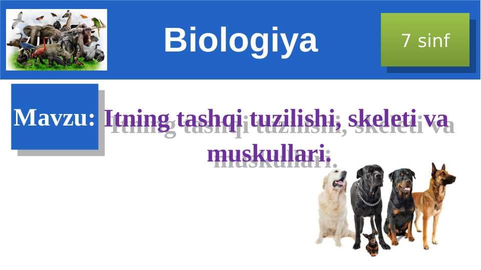 Itning tashqi tuzilishi, skeleti va muskullari