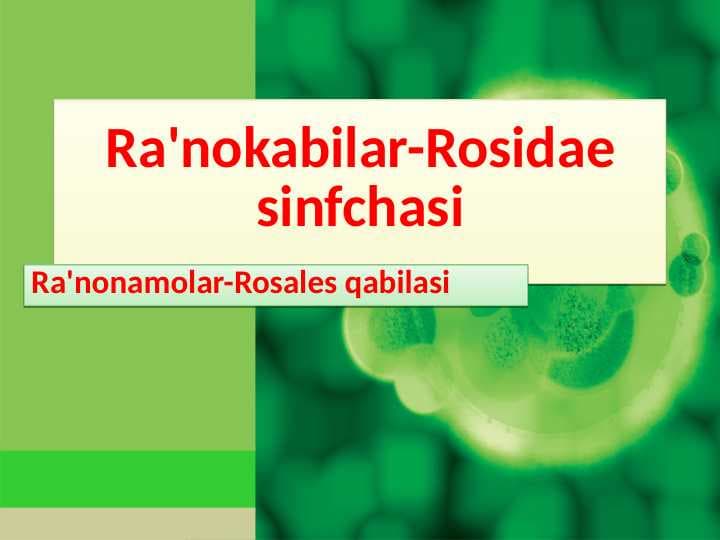 Ra'nokabilar-Rosidae sinfchasi