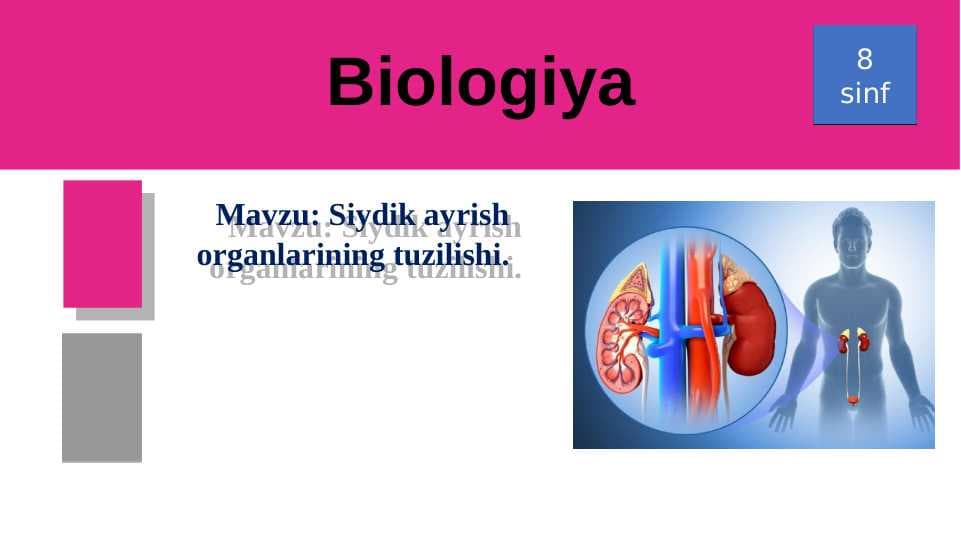 Siydik ayrish organlarining tuzilishi